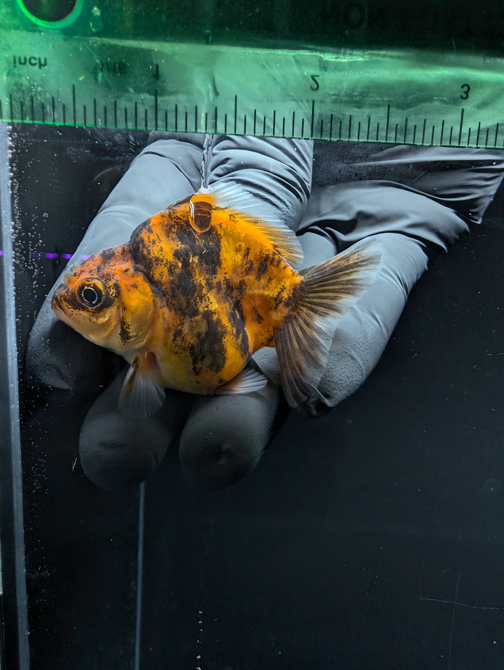 Baby Thai Shogun Oranda Tiger Calico 2"-2.5" in. ID#1016BSG11A-005