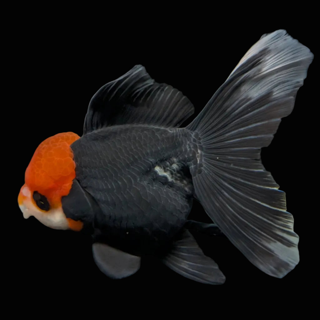 Thai Oranda Tricolor  4.5"-5"  ID#718T5B-004