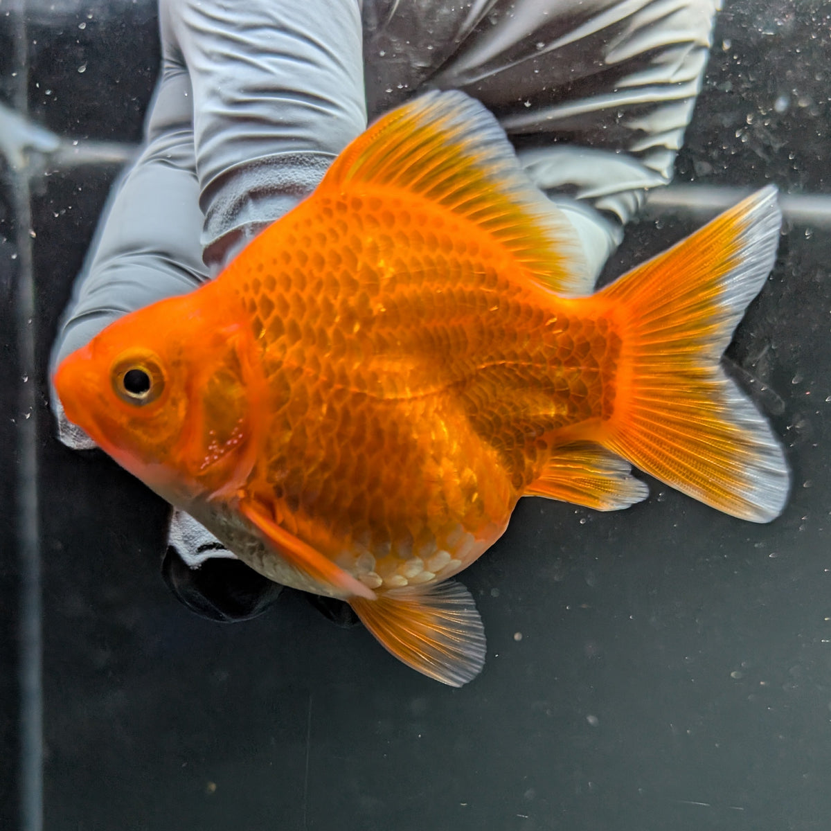 Tamasaba Red White 3"-3.5" in. ID#1009TM1B-009