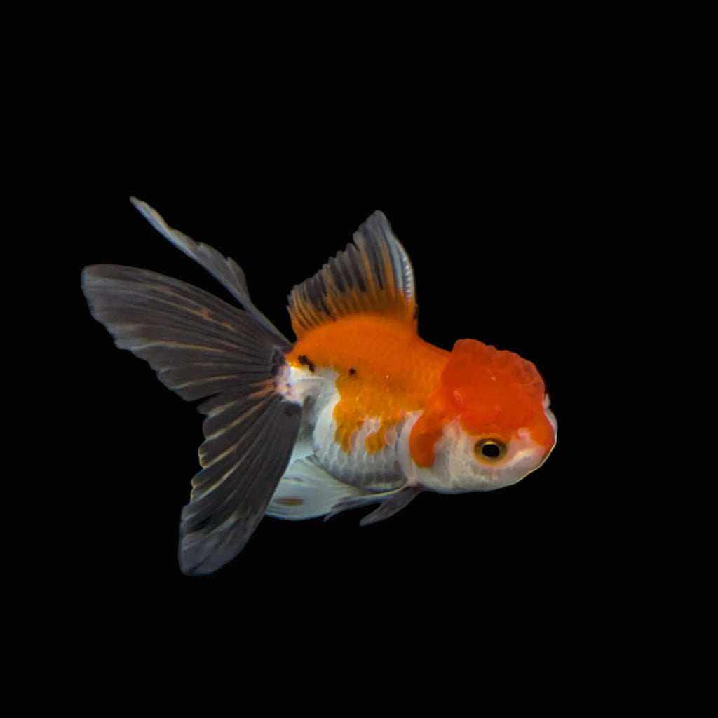 Juvenile Oranda Tricolor 3.5"-4" in.  ID#403T8A-009