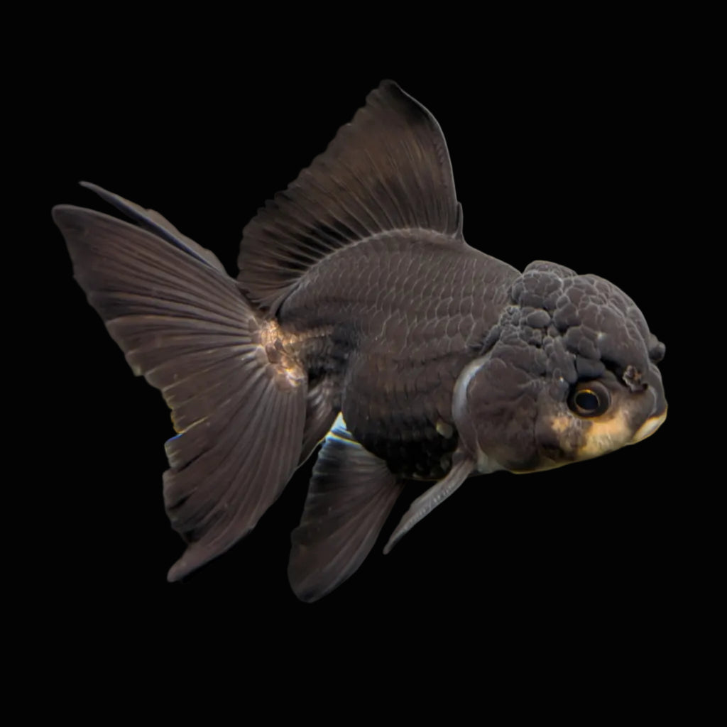 Thai Juvenile Oranda Panda Black 3"-3.5" in.  ID#724T1A-030