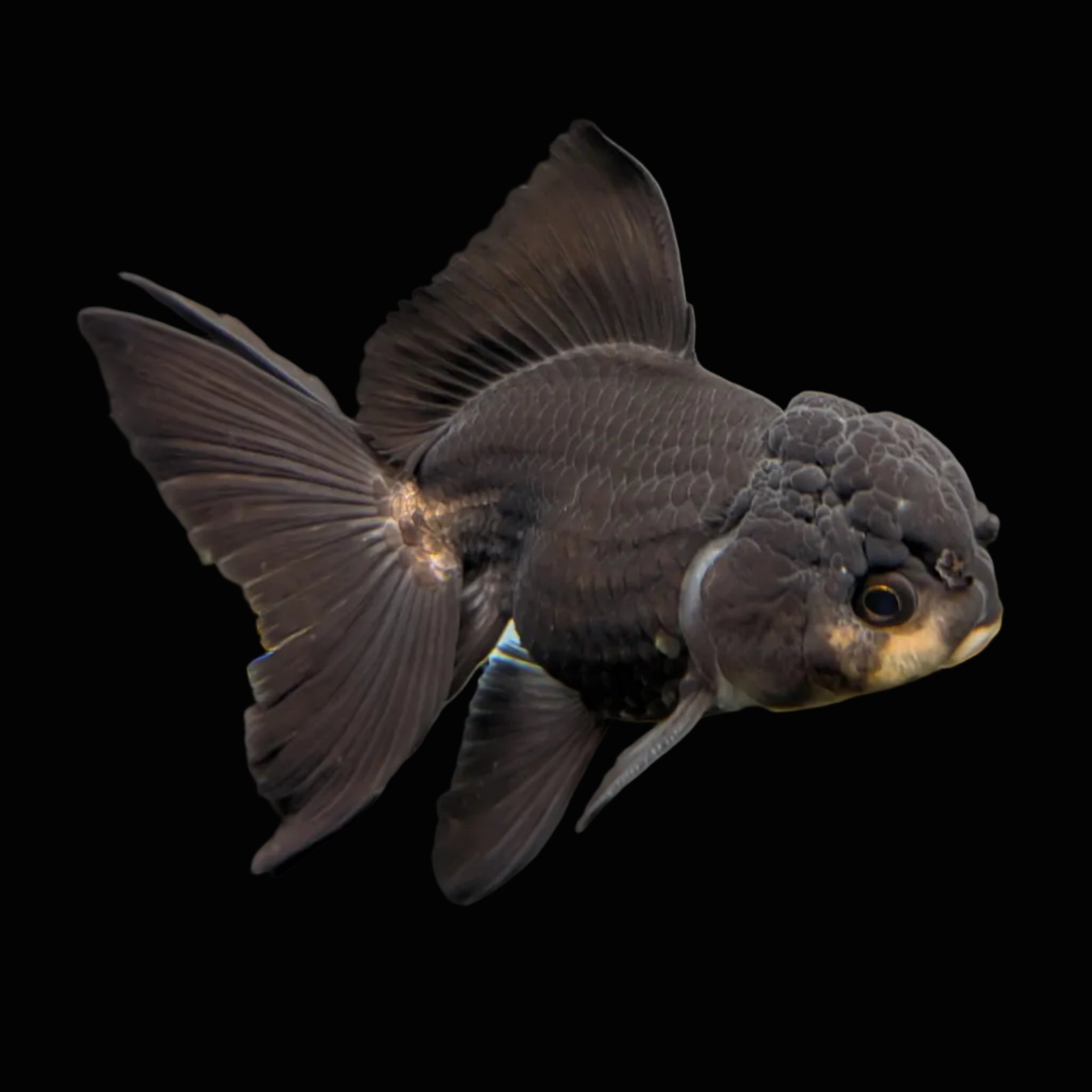 Thai Juvenile Oranda Panda Black 3"-3.5" in.  ID#724T1A-030