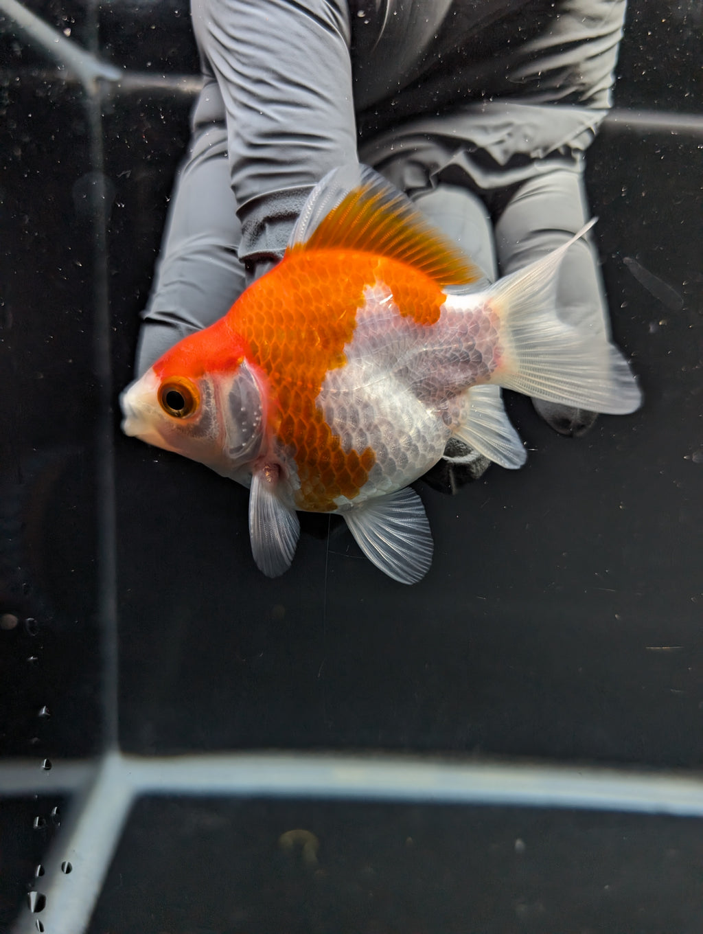 Tamasaba Red White 3"-3.5" in. ID#1009TM1B-012