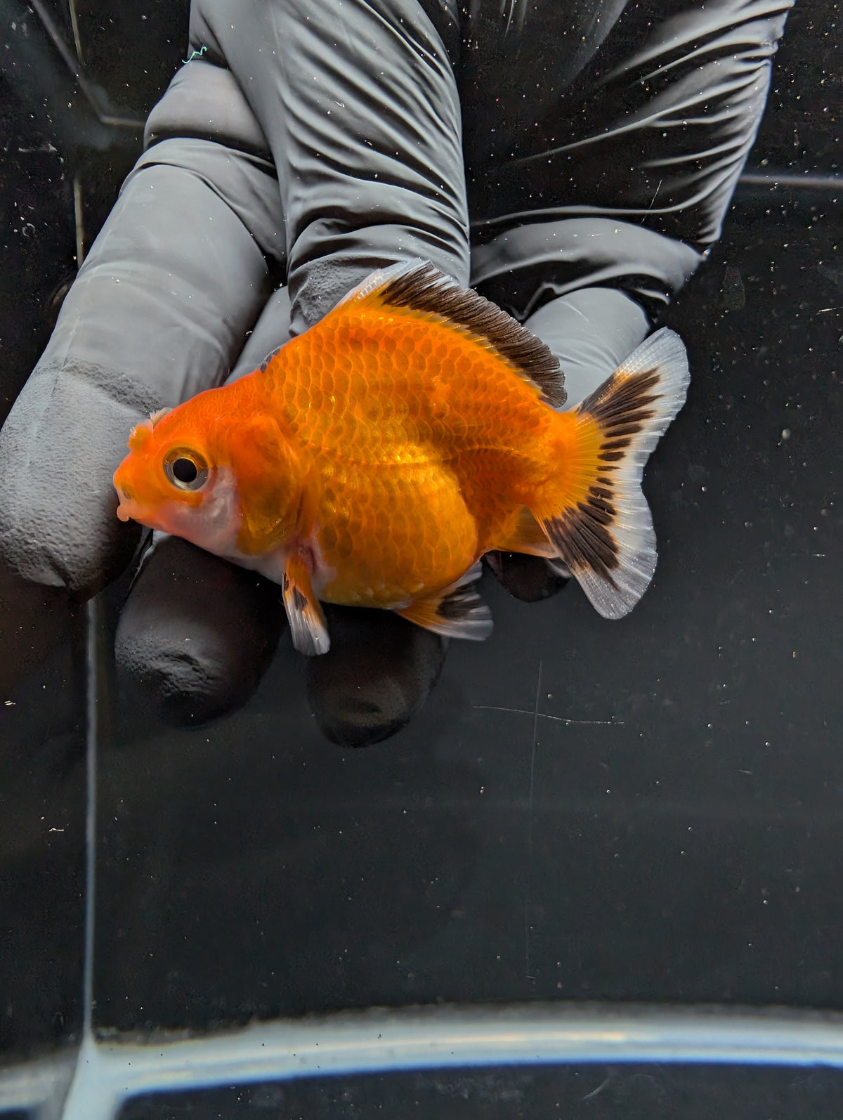 Baby Thai Shogun Oranda Tricolor 2"-2.5" in. ID#1016BSG11A-002