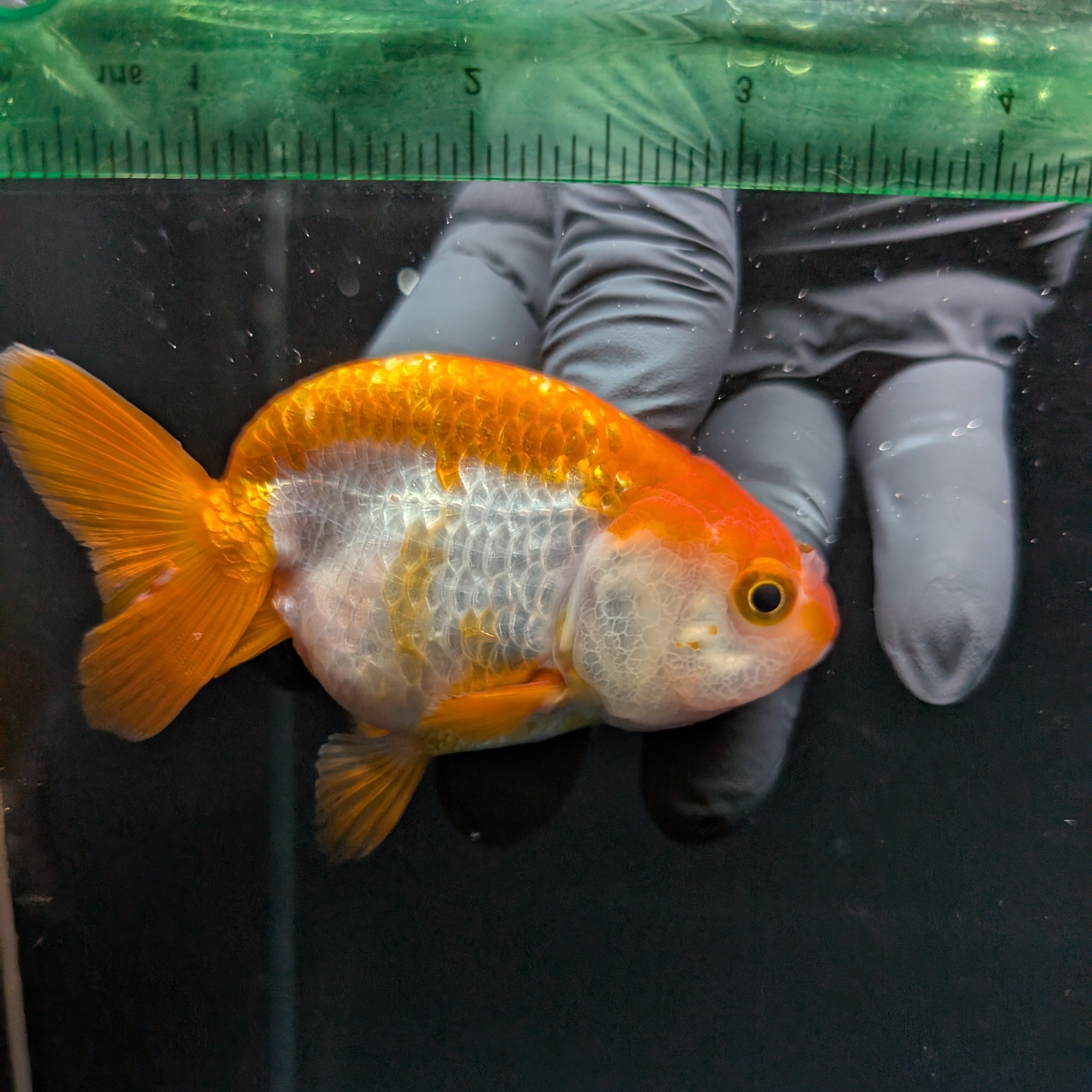 Ranchu Red White 3.5"-4"in. ID#821R4A-054