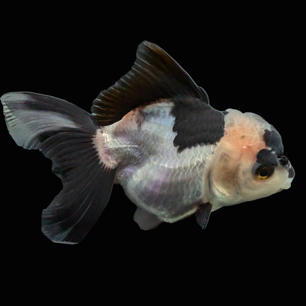 Thai Oranda Panda 4"-4.5"in.  ID#1016T1A-005