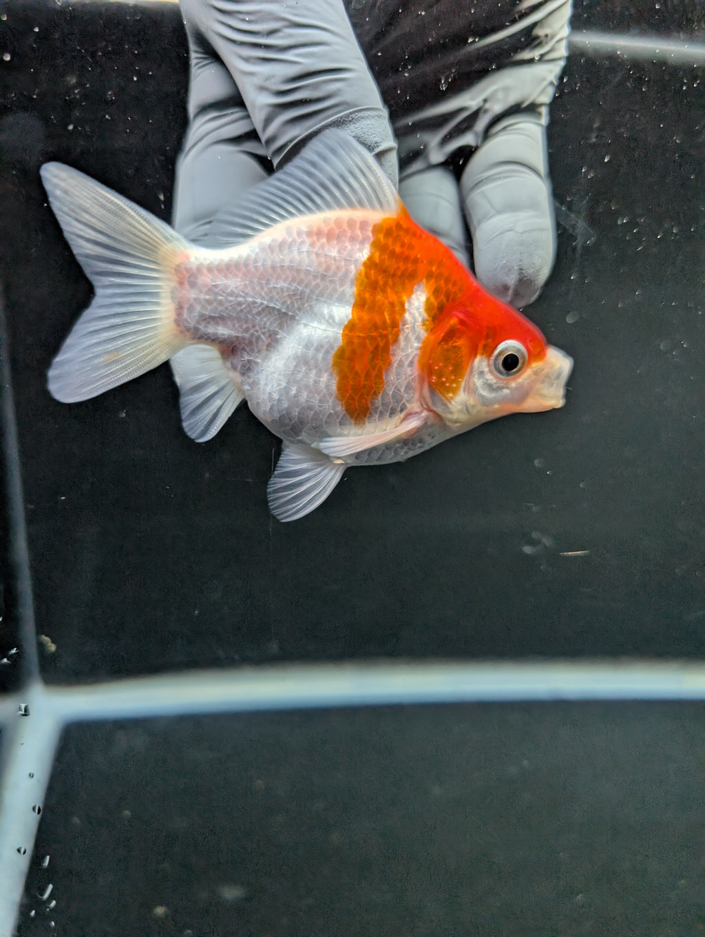 Tamasaba Red White 3"-3.5" in. ID#1009TM1B-008