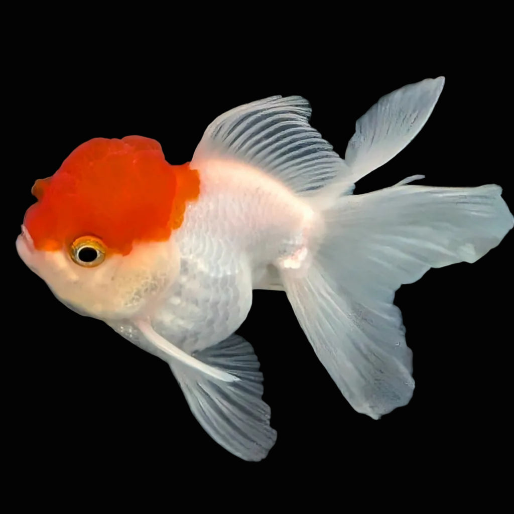 TOAD *Boss 415  Juvenile Oranda Red Cap 3.5"-4" in.  ID#410T8A-020
