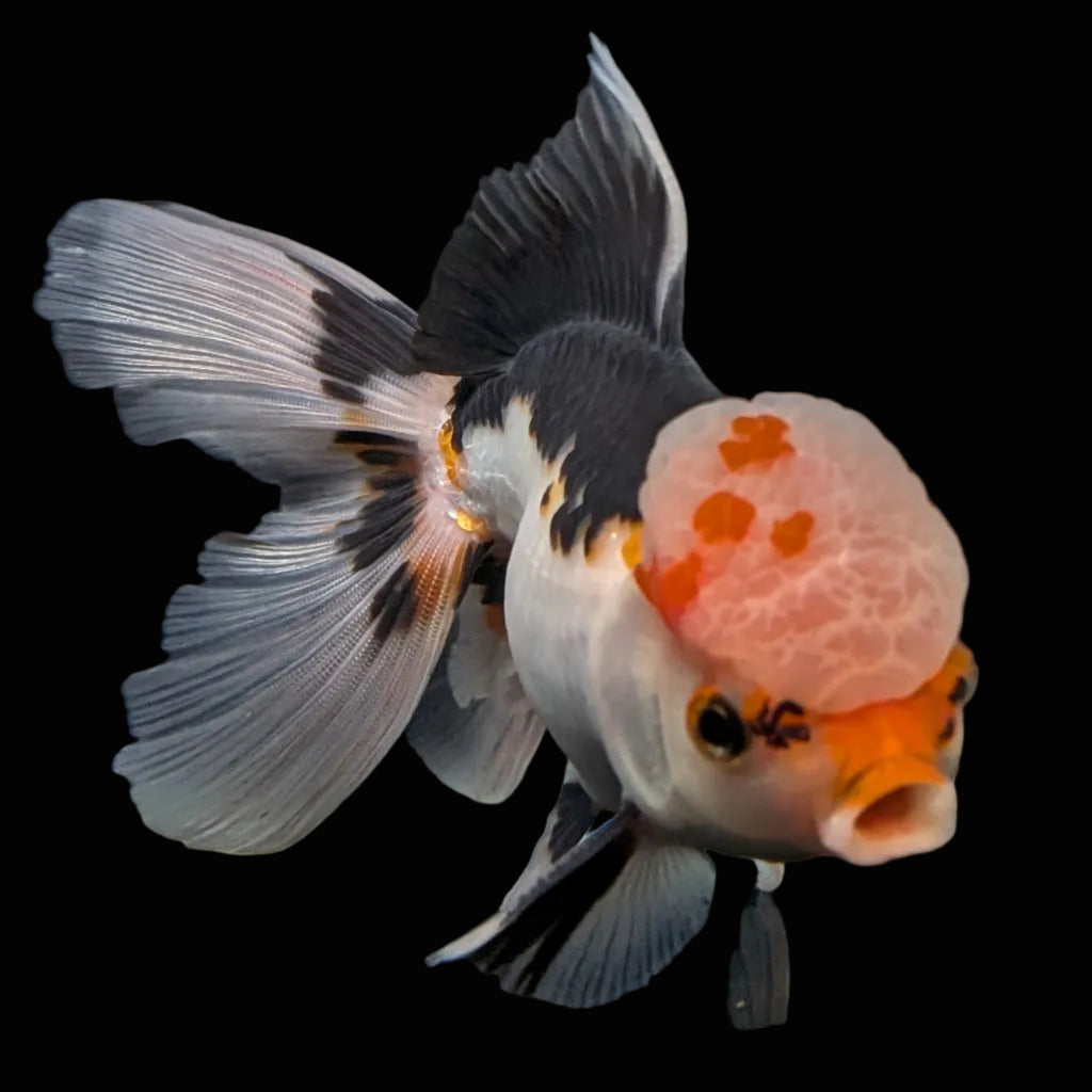 Thai Oranda Tricolor  4.5"-5"  ID#718T5B-003