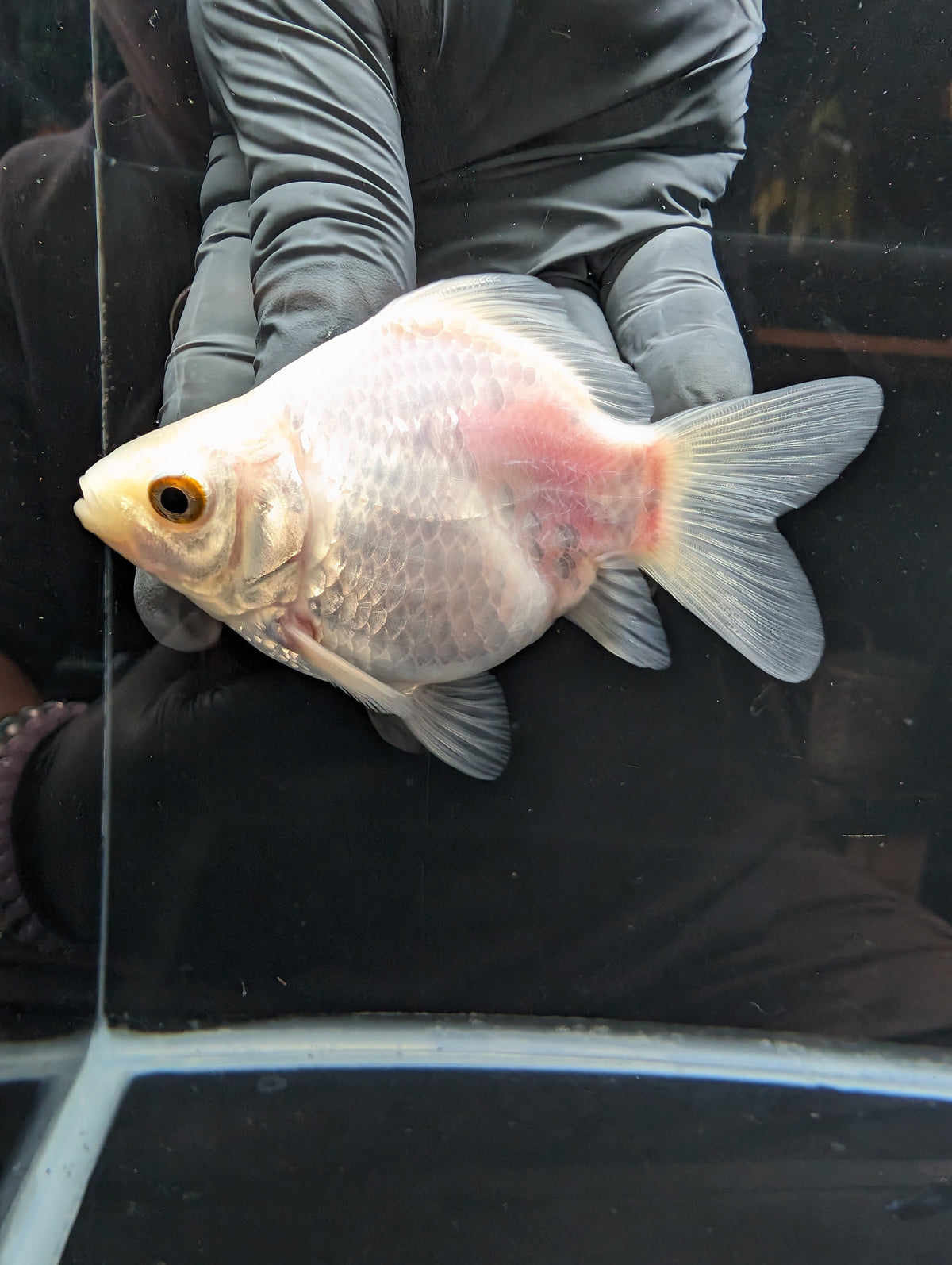 Tamasaba White 3.5"in. ID#1023TM1B-025