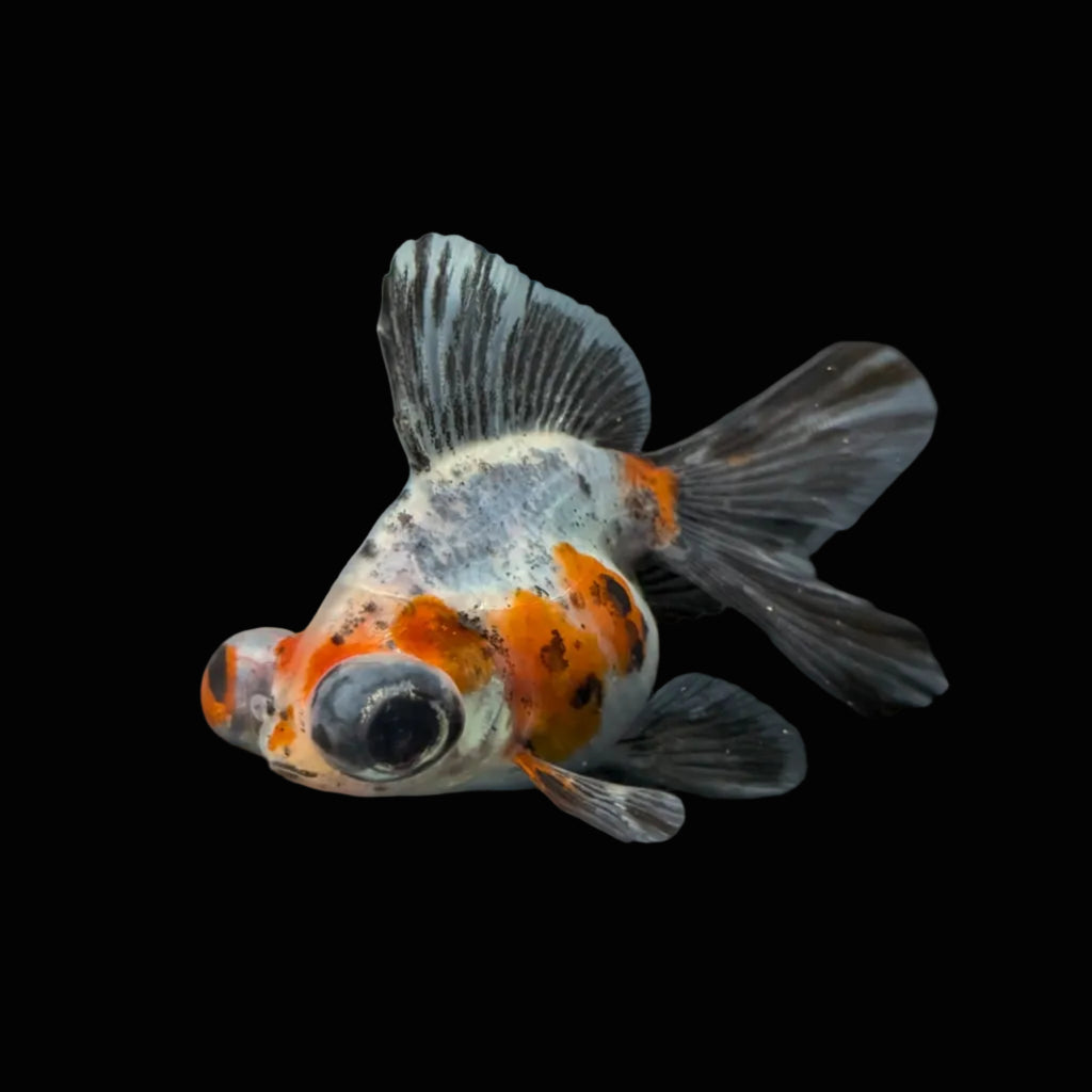 Telescope Butterfly Calico 3.5"-4" in. ID#508B4A-007