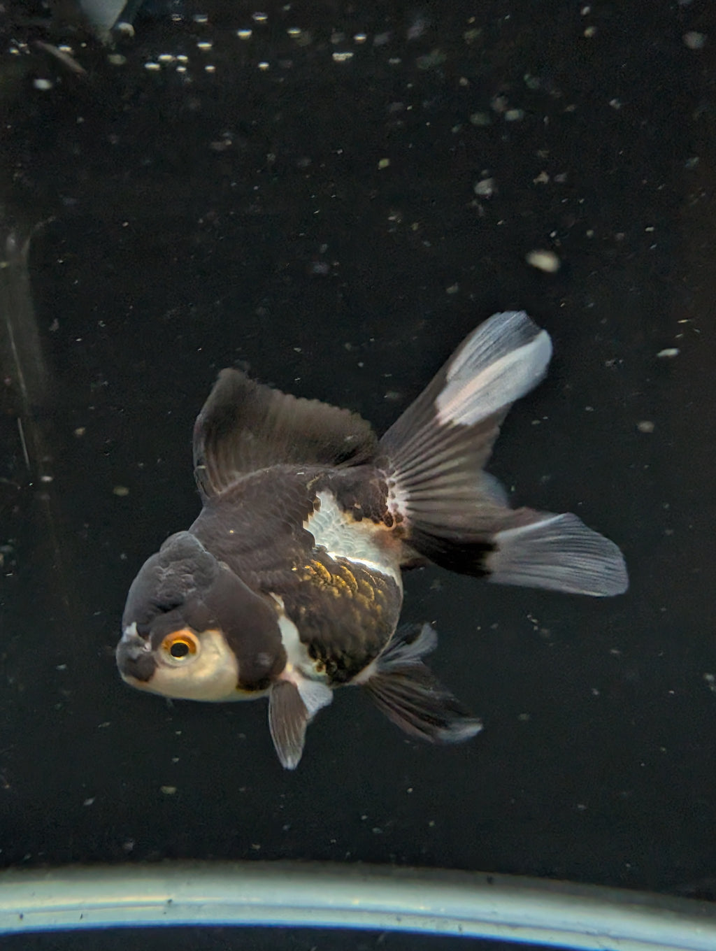 Thai Juvenile Oranda Panda 3"-3.5" in.  ID#626T1A-003