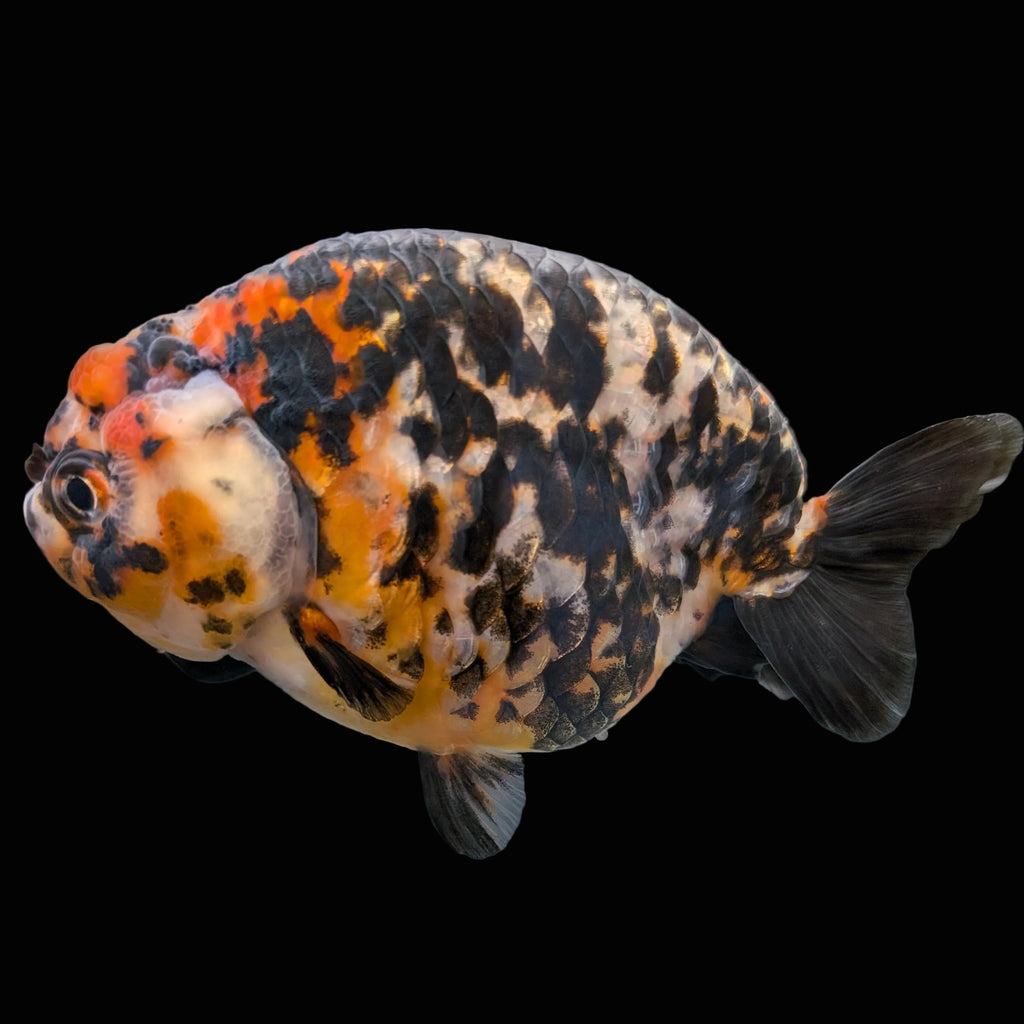 Jumbo Ranchu Calico 4.5"-5" in. ID#1009R8A-053