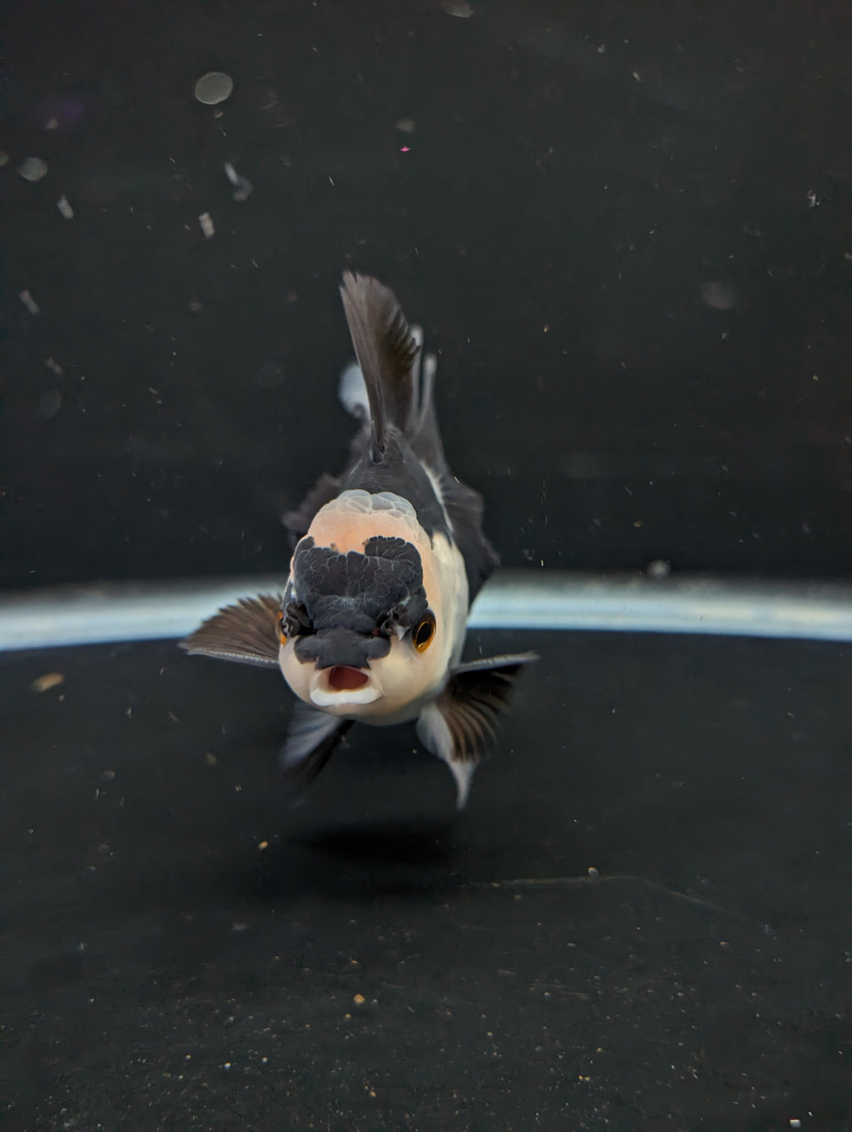 Thai Oranda Panda 4"-4.5"in.  ID#1016T1A-005