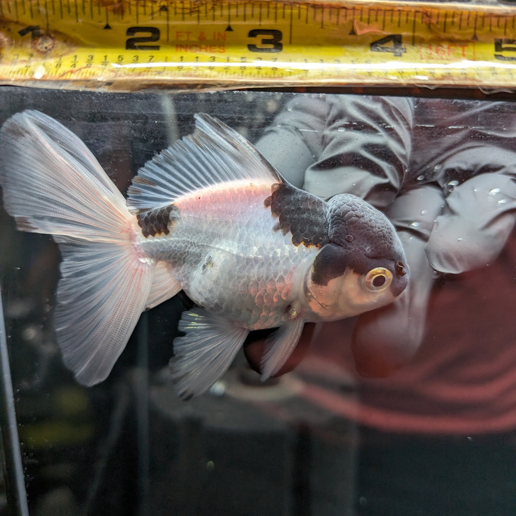 YOSHI *Boss 501 Juvenile Oranda Tricolor 3.5"-4" in.  ID#501T2A-008