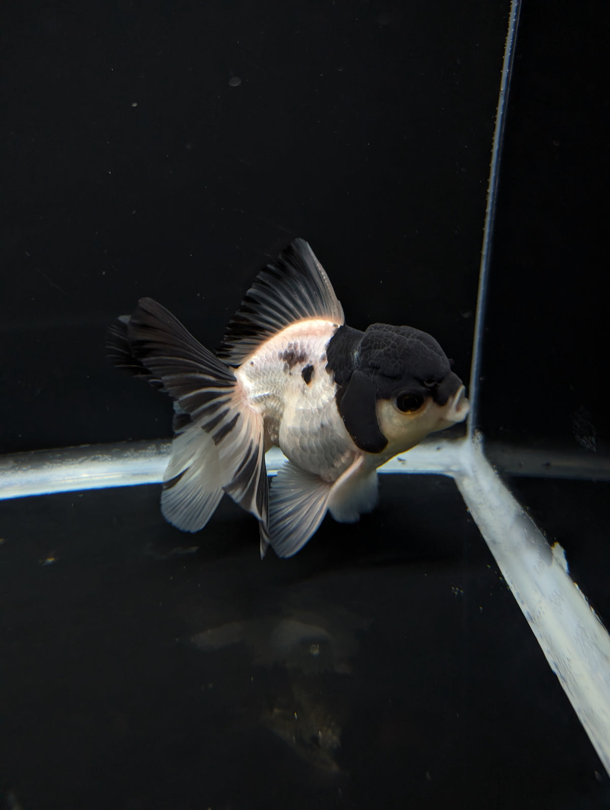 Thai Oranda Panda 4"-4.5"in.  ID#1023T1A-022