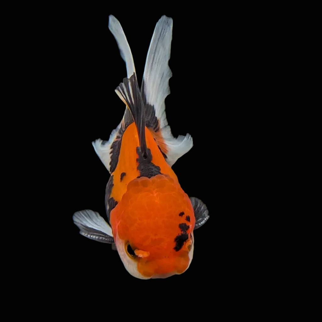 Juvenile Oranda Tricolor 3.5"-4" in.  ID#424T1A-003