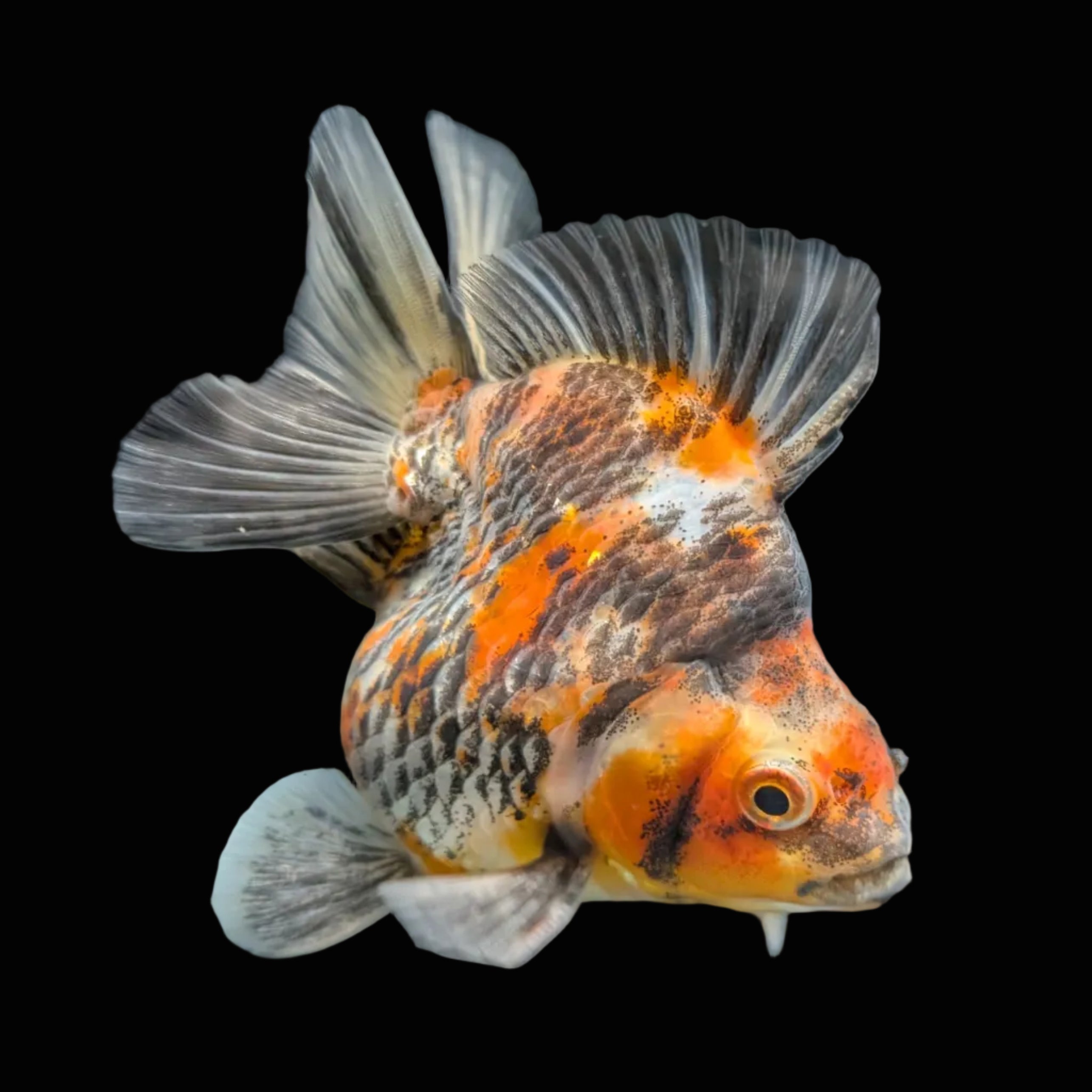 Jumbo Ryukin Short Tail Kirin Calico 4"-4.5" in. ID#3204B-001