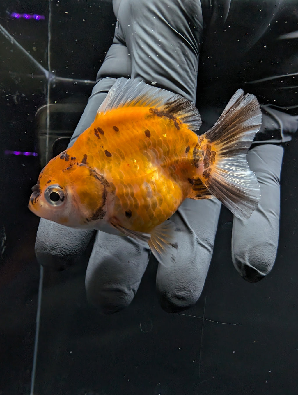 Baby Thai Shogun Oranda Calico 2"-2.5" in. ID#1016BSG11A-007