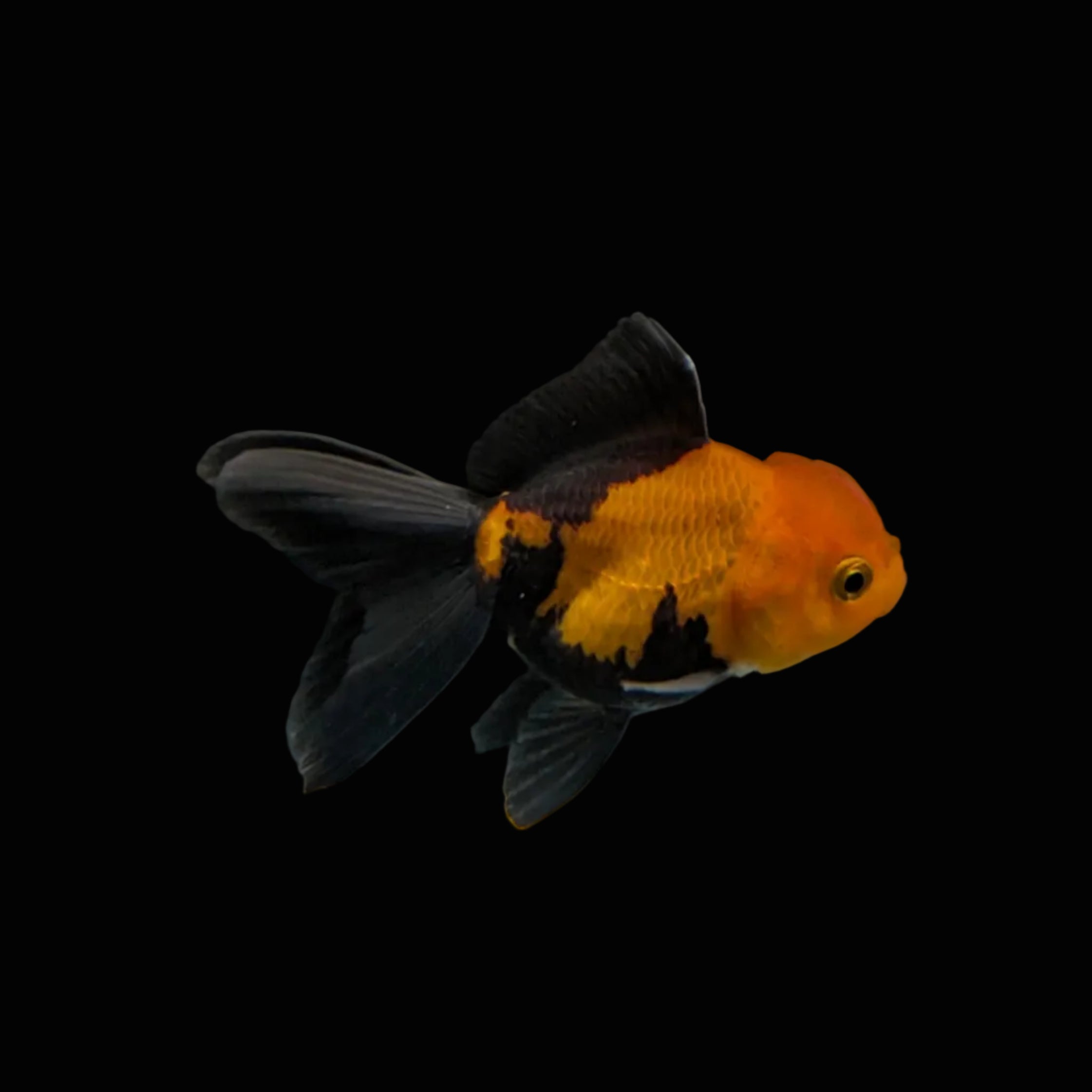 Juvenile Oranda Tricolor 3.5"-4" in.  ID#320T13b-006