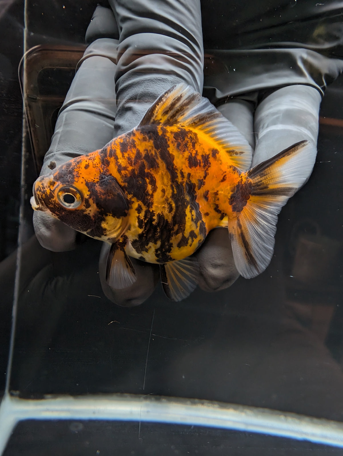 Baby Thai Shogun Oranda Tiger Calico 2"-2.5" in. ID#1023BSG11A-027