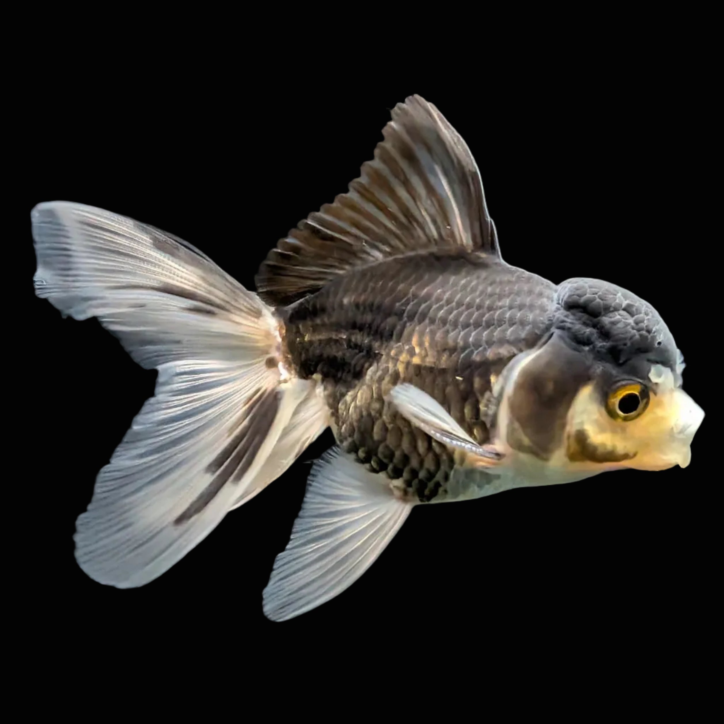 Thai Juvenile Oranda Panda 3.5"-4"in.  ID#724T1A-027