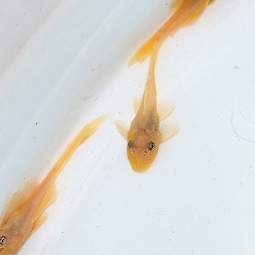 Baby Blue Eye Lemon Pleco .5"-1"  *Assorted.