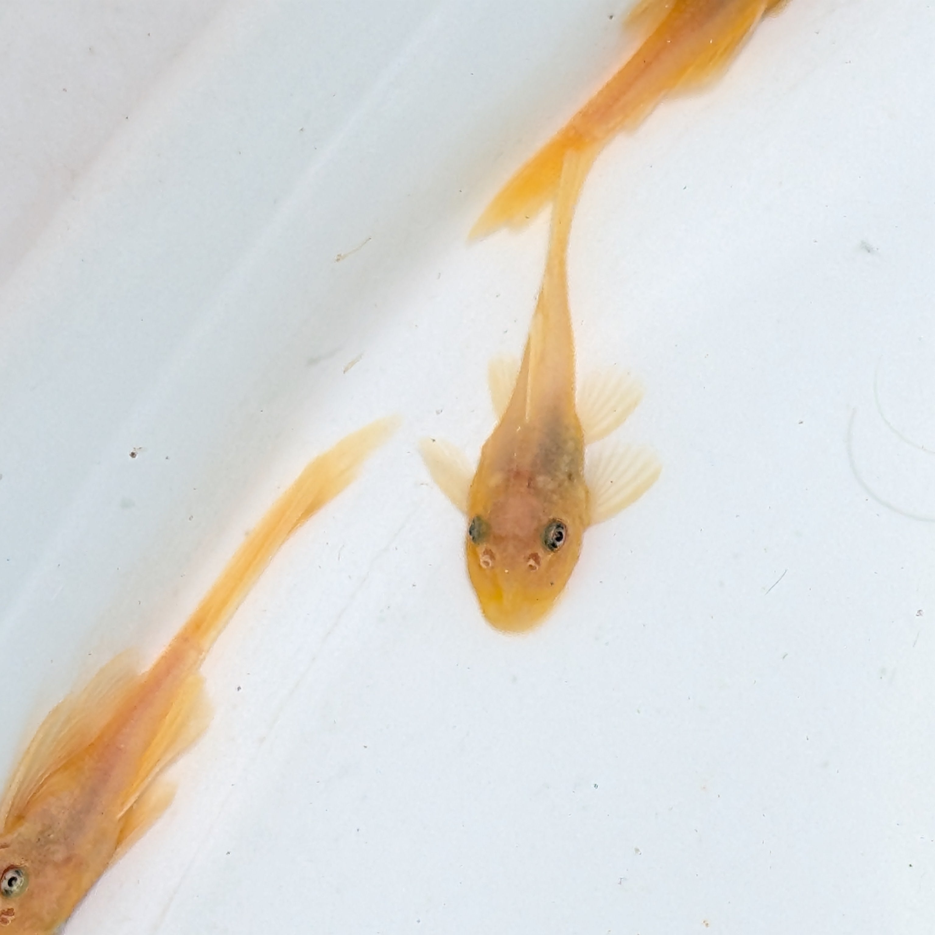 Baby Blue Eye Lemon Pleco .5"-1"  *Assorted.