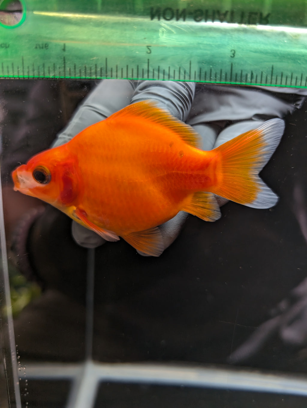 Tamasaba Sakura 3.5"in. ID#1023TM1B-033