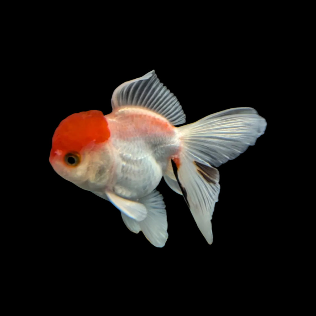 Juvenile Oranda Red Cap 3.5"-4" in.  ID#320T13b-015