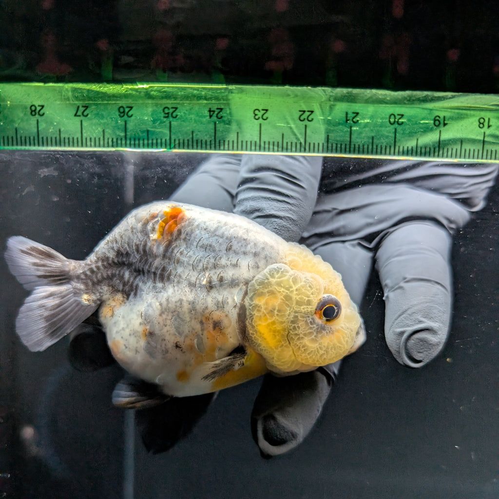 Jumbo Ranchu Calico 3.5"- 4" in. ID#703R8A-007