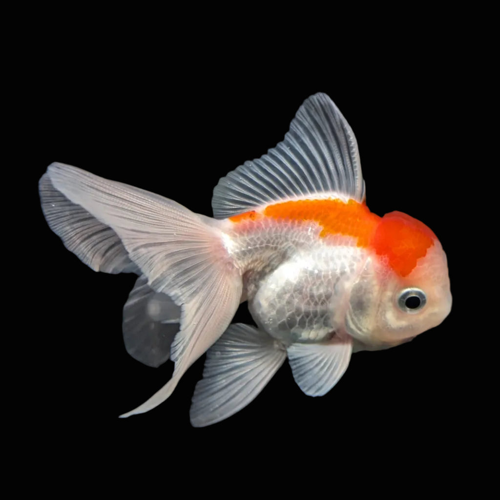 Juvenile Oranda Tricolor 3.5"-4" in.  ID#417T7A-001