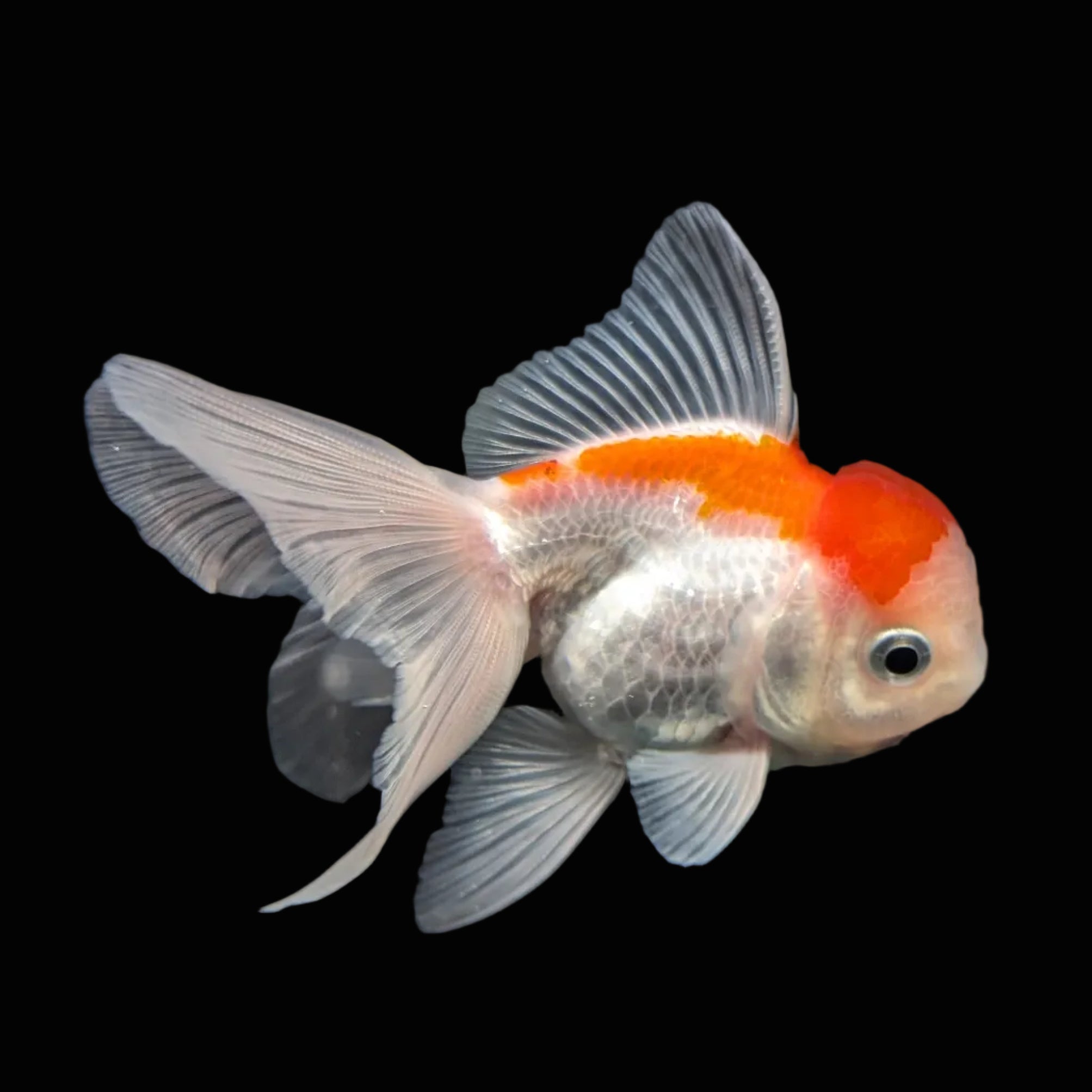 Juvenile Oranda Tricolor 3.5"-4" in.  ID#417T7A-001