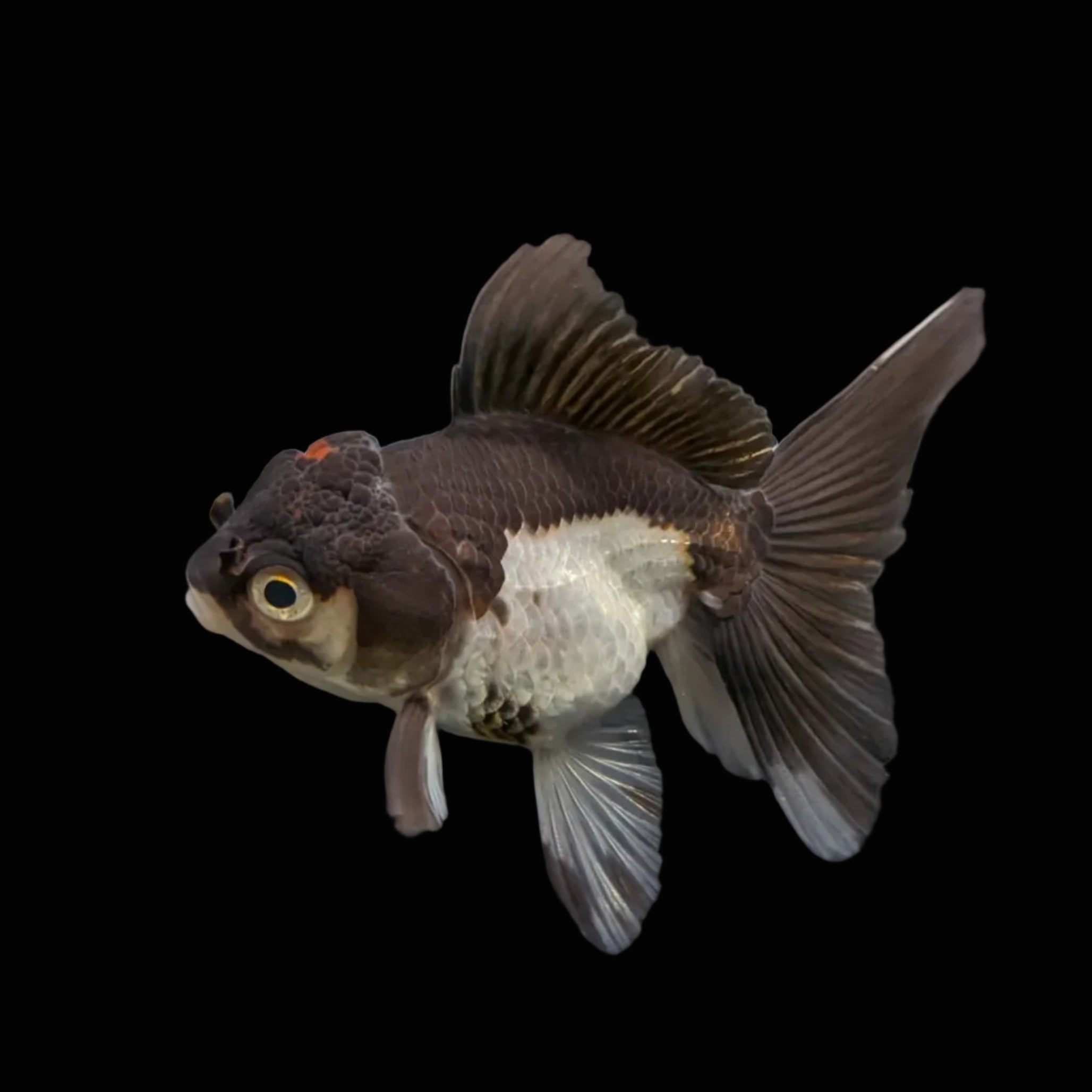 Juvenile Oranda Panda 3.5"-4" in.  ID#508T2A-028