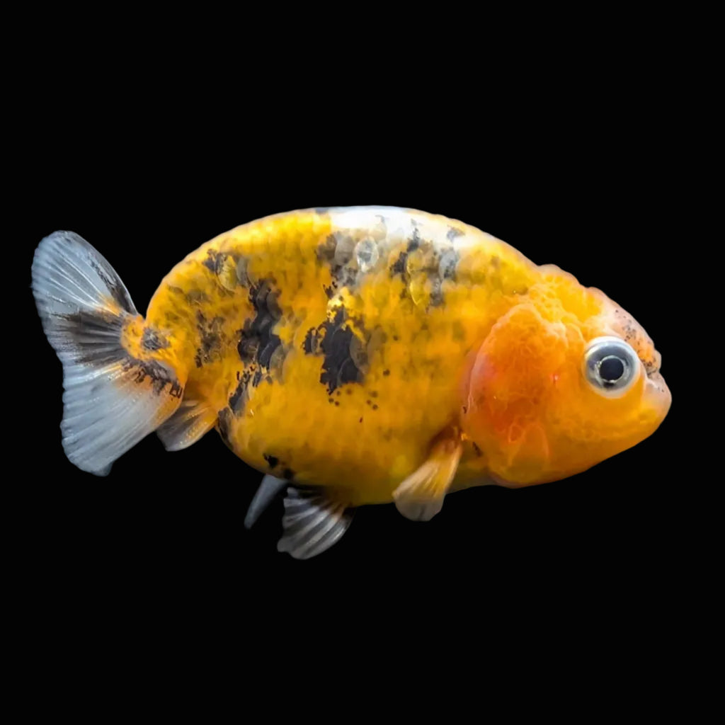 Baby Ranchu Calico 2