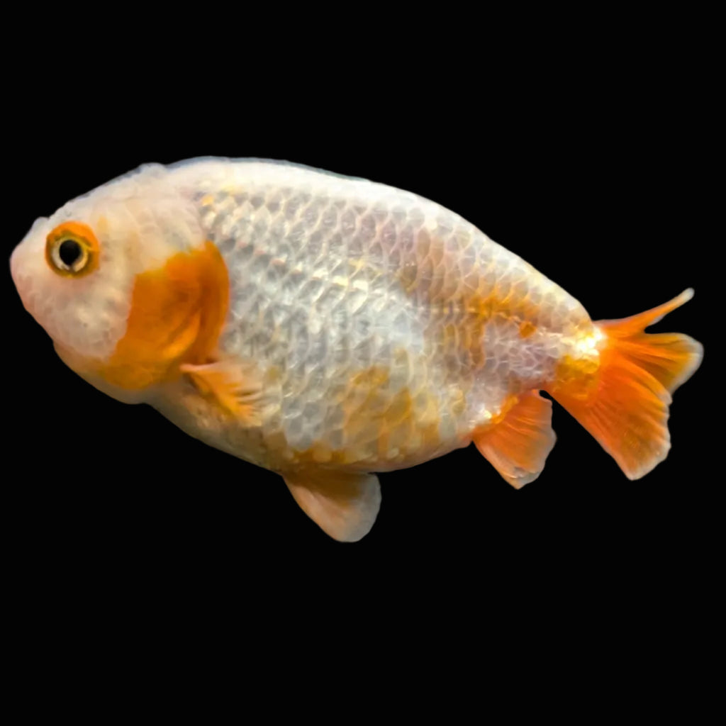 Ranchu Red White 3"-3.5" in. ID#501R13A-022