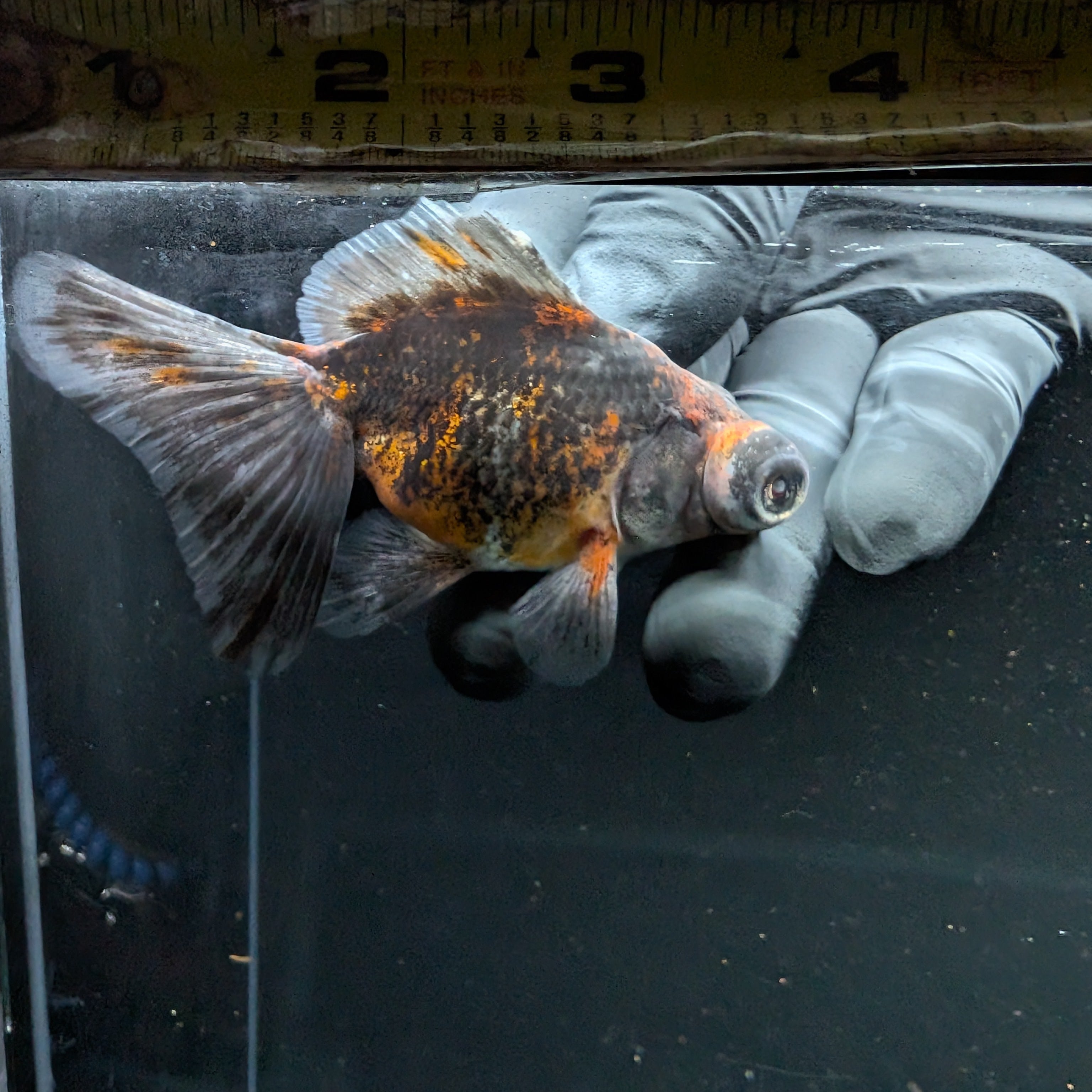 Telescope Butterfly Kirin Calico 3.5"-4" in. ID#508B4A-004