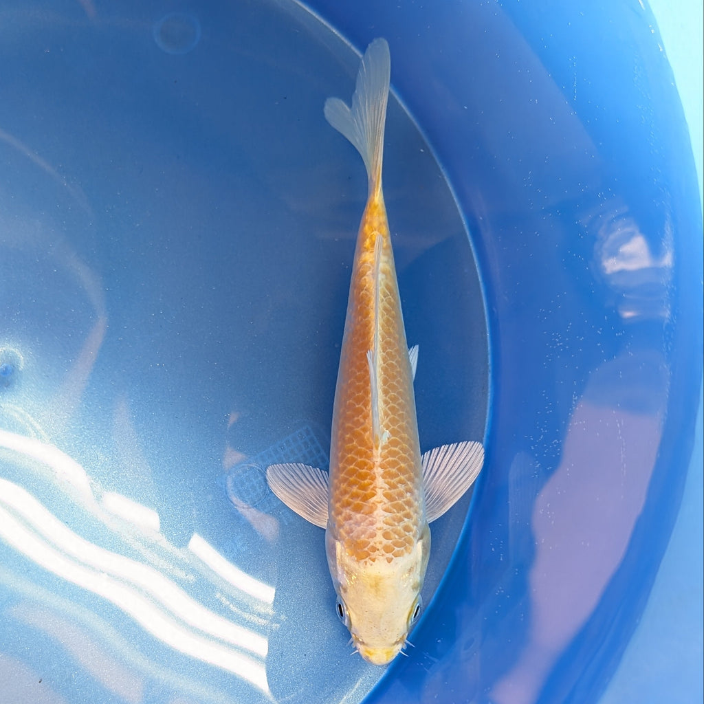 Yamabuki Ogon Koi  5"-6"in. ID#806BFK-011