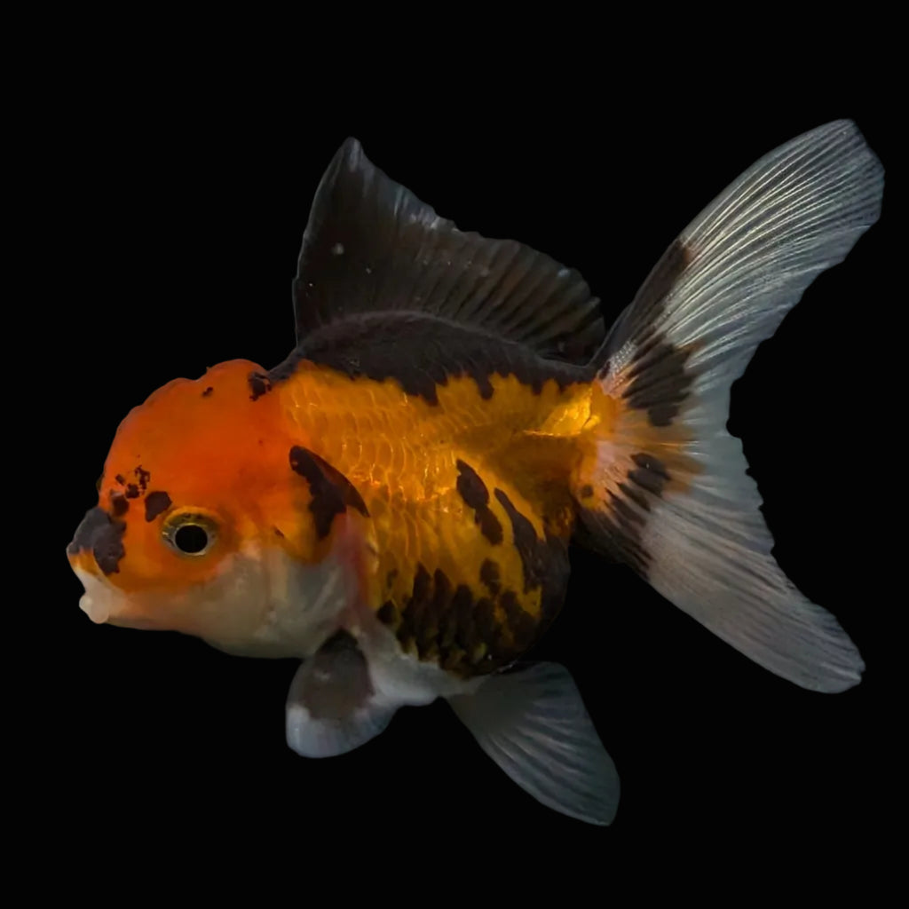Thai Juvenile Oranda Tricolor 3"-3.5" in.  ID#626T1A-008