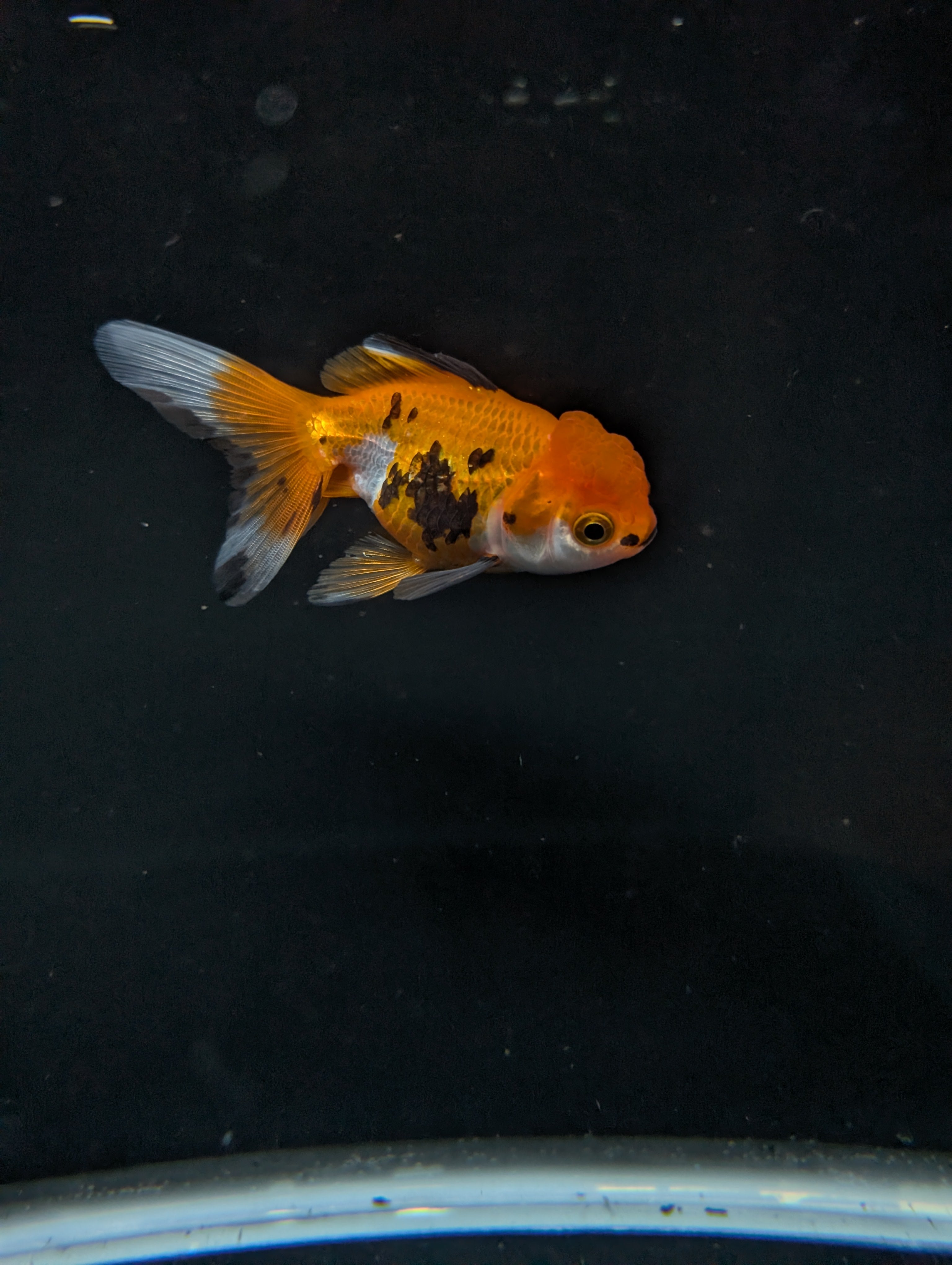 Juvenile Oranda  Tricolor 3"-3.5"in.  ID#619T1A-014