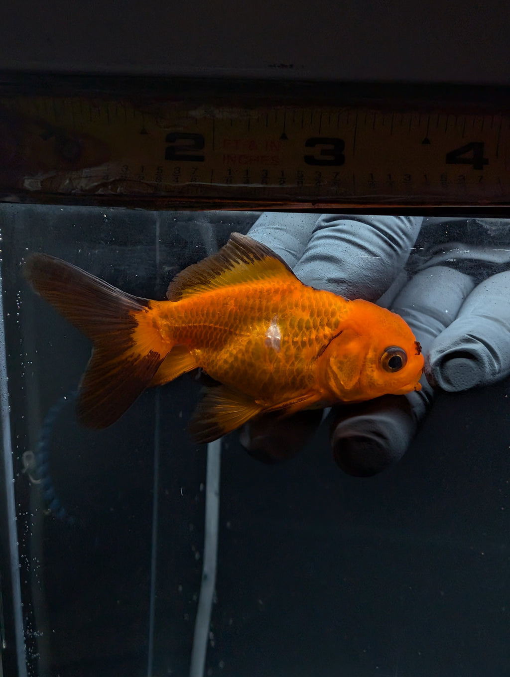 Juvenile Oranda Red Black 3"-3.5"in.  ID#529T1A-052