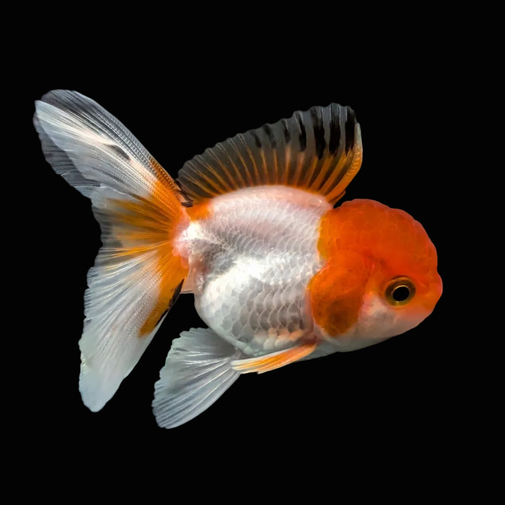 Juvenile Oranda Tricolor 3.5"-4" in.  ID#417T7A-007