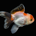 Thai Baby Oranda Tricolor 3"in.  ID#807T1A-004