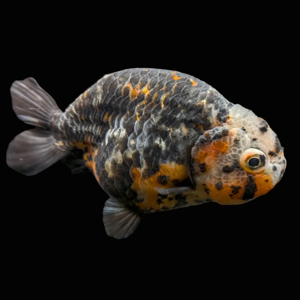 Jumbo Ranchu Kirin Calico 4"-4.5" in. ID#918R8A-074