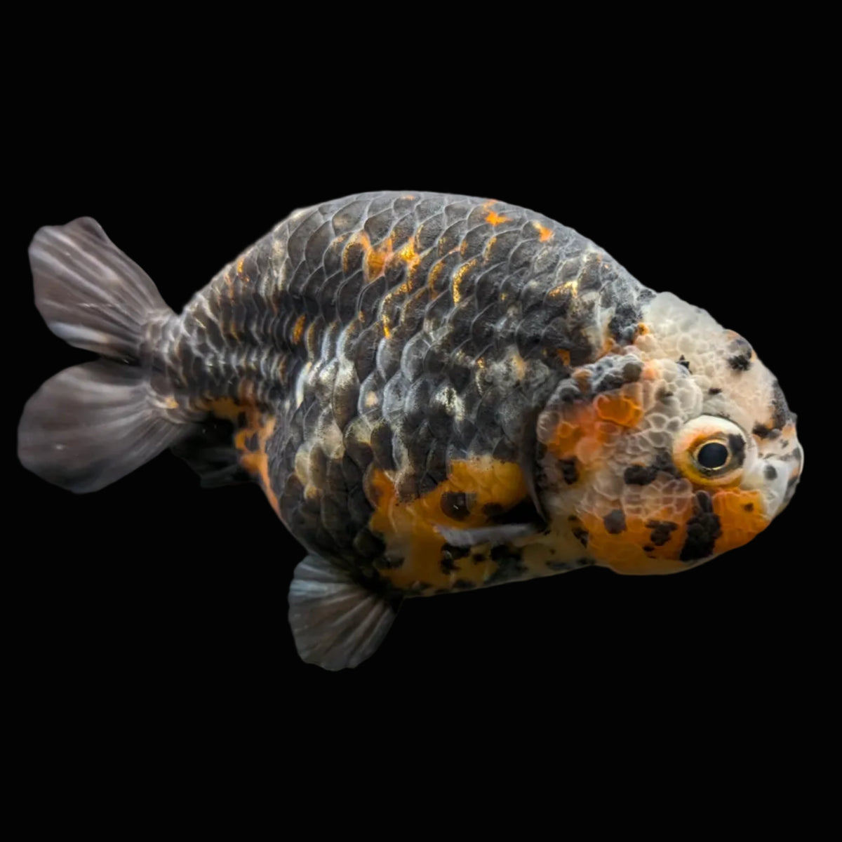 Jumbo Ranchu Kirin Calico 4"-4.5" in. ID#918R8A-074