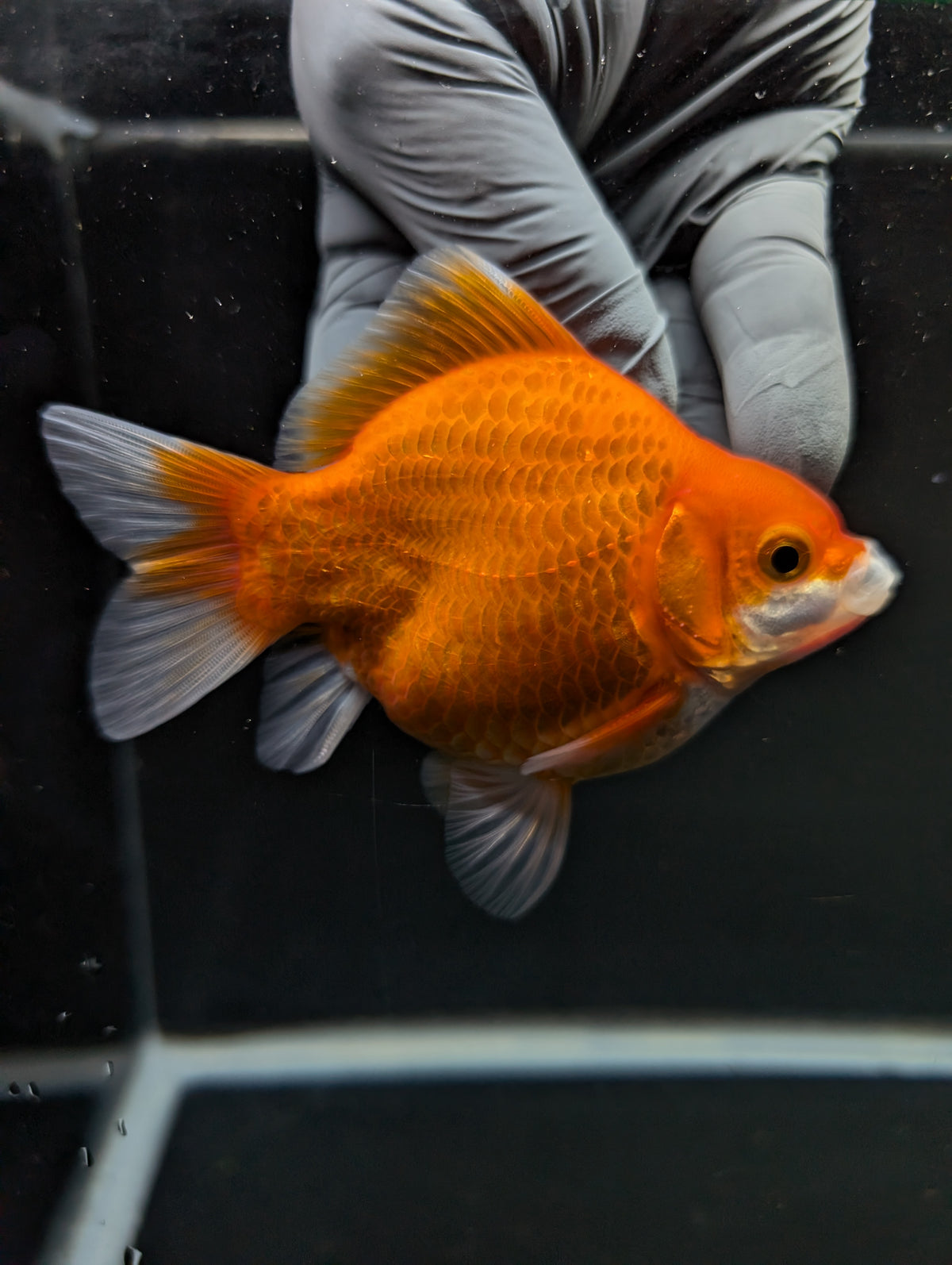 Tamasaba Red White 3"-3.5" in. ID#1009TM1B-004