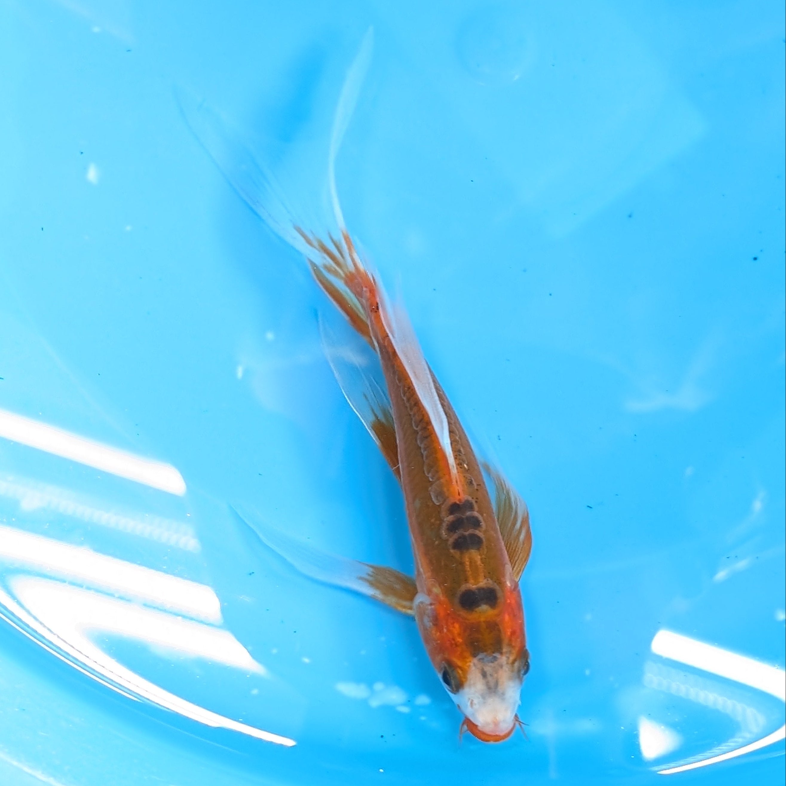 Shusui Butterfly Koi  6"-7" in. ID#727BFK-001