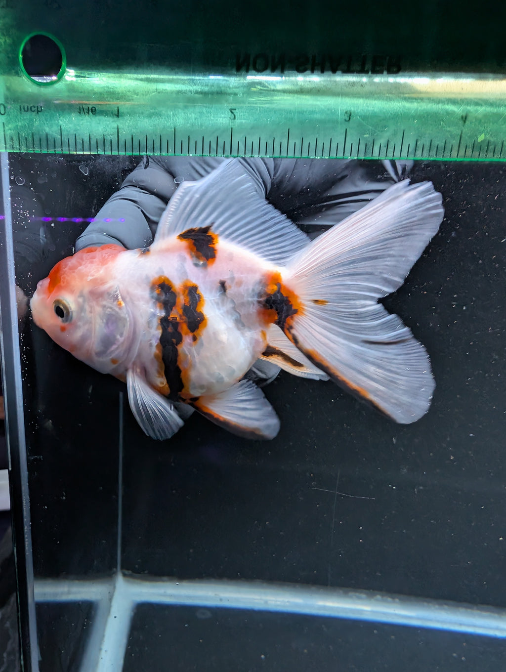 Thai Oranda White Tiger Calico 4"-4.5"in.  ID#1016T1A-002