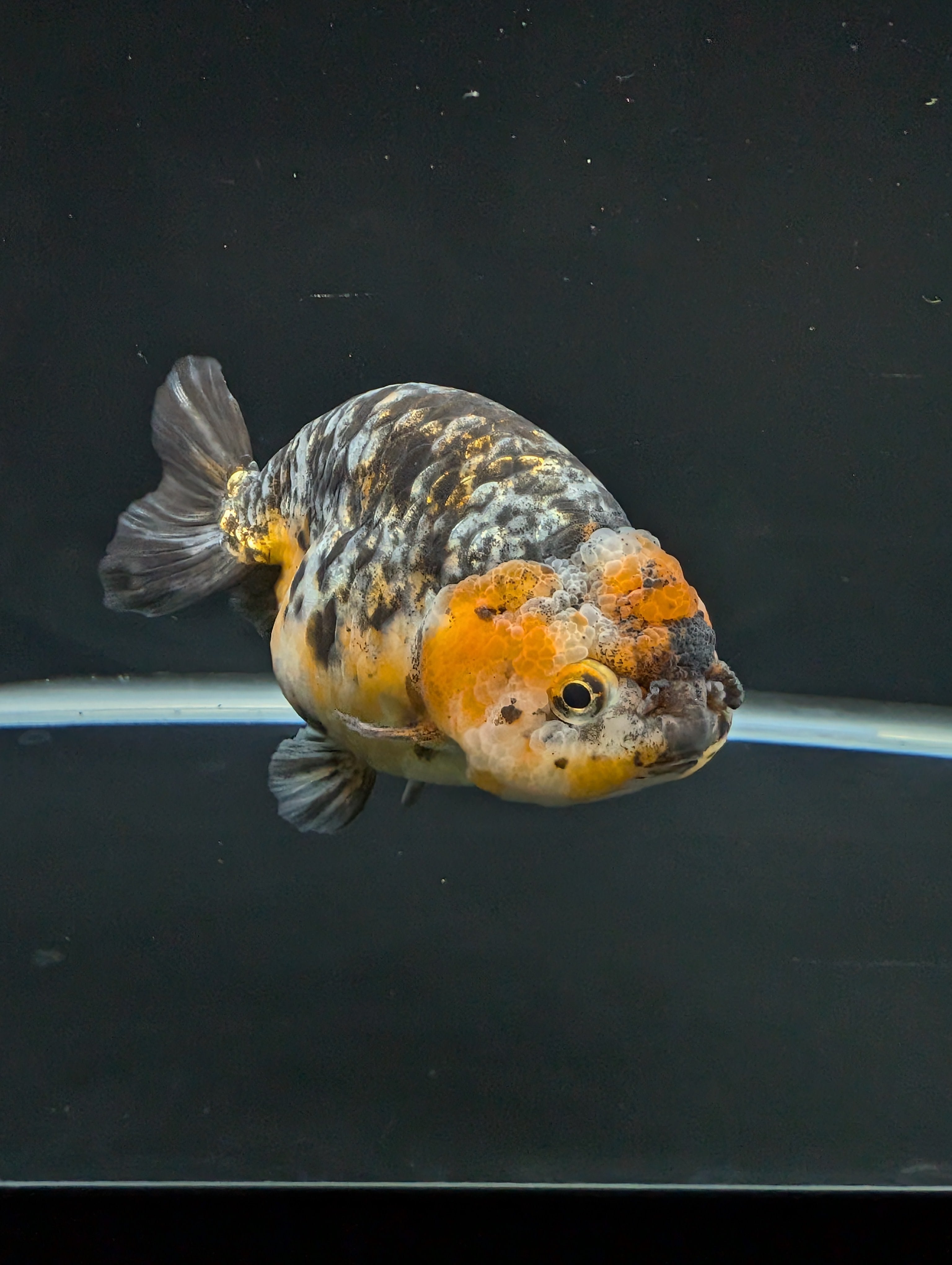 Jumbo Ranchu Kirin Calico 4.5"-5" in. ID#828R8A-051