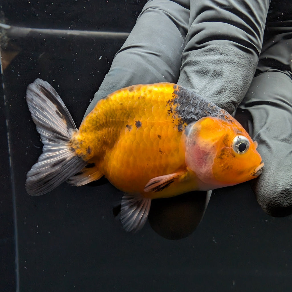 Ranchu Calico 2.5"-3" in. ID#717R4A-004